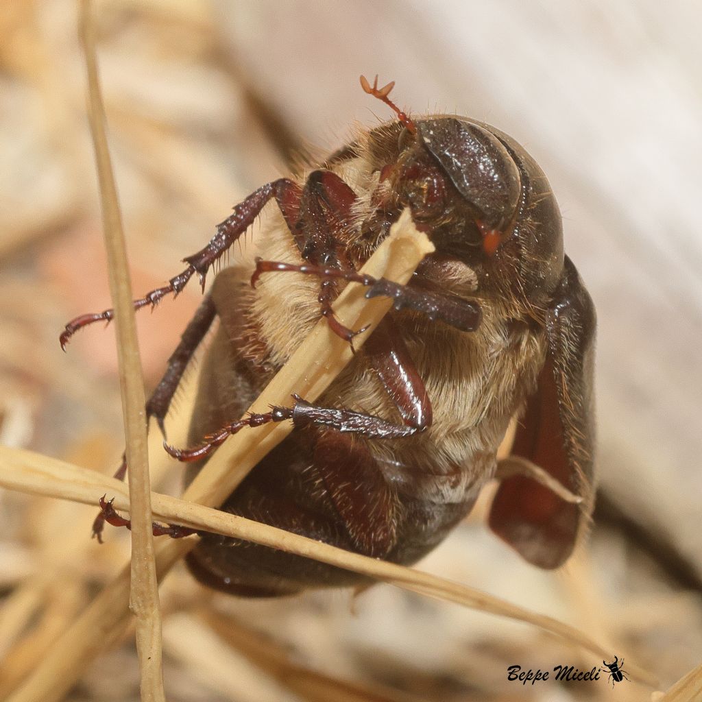 Melolonthidae:  Aplidia transversa ?